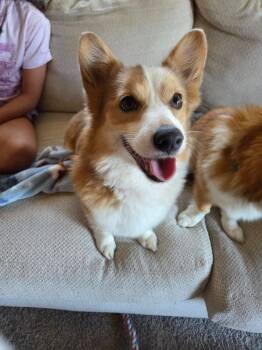 Corgi Dogs Available for Adoption in West Milwaukee, Wisconsin - Rosie $600 | PetCurious