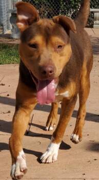 Rescue Shepherd and Terrier Dogs for Adoption in Shreveport, Louisiana - Dax | PetCurious