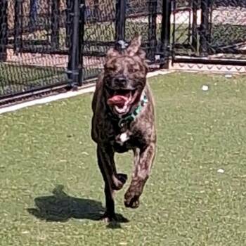 Mountain Cur Dogs Available for Adoption - KIO | PetCurious