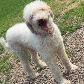 Socks Stray Hold 6/11 -  Mixed Breed Dog for Adoption in Huntington, West Virginia - Socks Stray Hold 6/11 | PetCurious