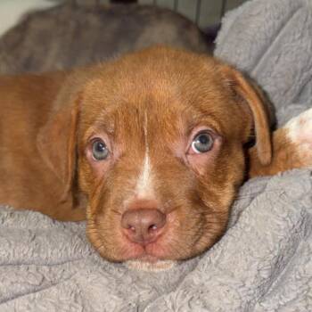 Louis Vuitton -  Pit Bull Terrier and Mixed Breed Dog for Adoption in Olathe, Kansas - Louis Vuitton | PetCurious