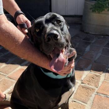 Cane Corso Dogs Available for Adoption in Oceanside, California - *** Toto | PetCurious
