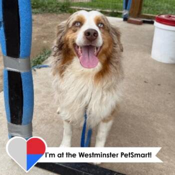 Australian Shepherd Dogs Available for Adoption in Fort Collins, Colorado - Tails | PetCurious
