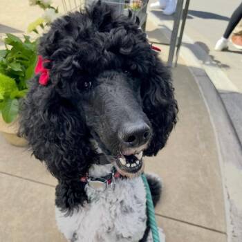 Ellie (Ellie Bean) -  Standard Poodle Dog for Adoption in Brock, Texas - Ellie (Ellie Bean) | PetCurious