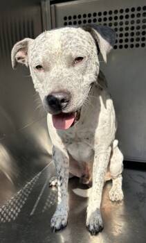 Rescue Terrier and Mixed Breed Dogs for Adoption in Fort Worth, Texas - Blue | PetCurious