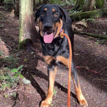 Rottweiler and Mixed Breed Dogs Available for Adoption - Whiskey | PetCurious