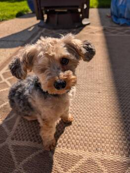 Yorkshire Terrier Dogs Available for Adoption in Bloomington, Illinois - Cosmo | PetCurious