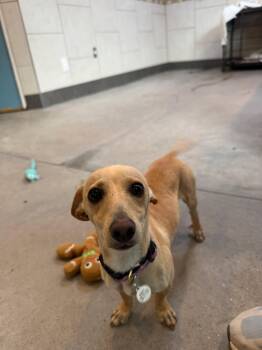 Cadence -  Chiweenie Dog for Adoption in Phoenix, Arizona - Cadence | PetCurious