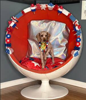 Patrick - ARR -  Poodle Dog for Adoption in Pataskala, Ohio - Patrick - ARR | PetCurious
