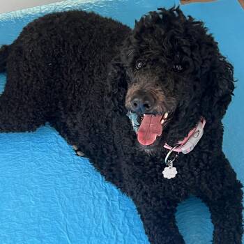 Standard Poodle Dogs Available for Adoption in Franklin, Tennessee - Cocoa: Calm And Sweet | PetCurious
