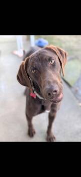 Labrador Retriever Dogs Available for Adoption in Boston, Massachusetts - Koi | PetCurious