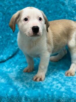 Pit Bull Terrier Dogs Available for Adoption in Little Elm, Texas - Linus | PetCurious