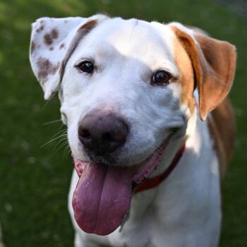 Hound and Mixed Breed Dogs Available for Adoption - Woody | PetCurious