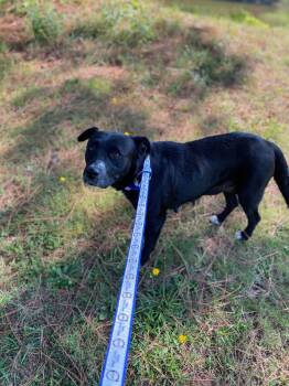 Rescue Black Labrador Retriever Dogs for Adoption in Pembroke, Massachusetts - Pebbles | PetCurious