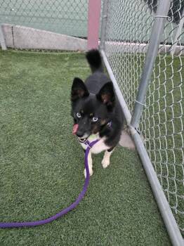 Australian Shepherd and American Eskimo Dog Dogs Available for Adoption in Fort Collins, Colorado - Arizona | PetCurious