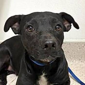 Freeze - URGENT -  Pit Bull Terrier Dog for Adoption in Thousand Oaks, California - Freeze - URGENT | PetCurious
