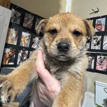 Mixed Breed Dogs Available for Adoption - Subaru | PetCurious