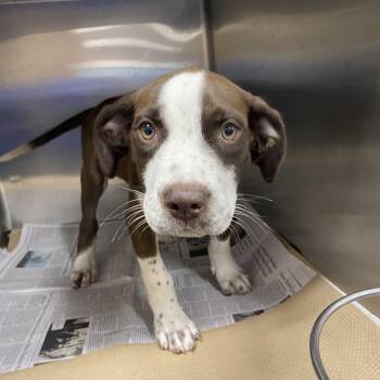 TX4062 Winston -  Mixed Breed Dog for Adoption in Port Washington, New York - TX4062 Winston | PetCurious
