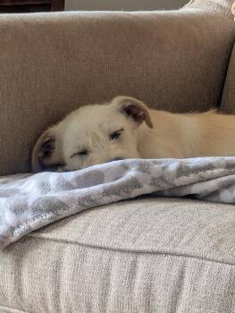 Terrier Dogs Available for Adoption in Waunakee, Wisconsin - Johnny Gage | PetCurious