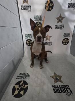 GILBERT -  American Bulldog and Mixed Breed Dog for Adoption in Winter Haven, Florida - GILBERT | PetCurious