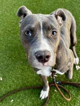 Mixed Breed Dogs Available for Adoption - Luna | PetCurious