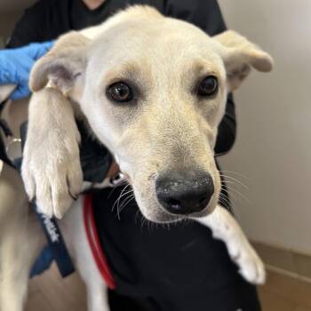Labrador Retriever Dogs Available for Adoption in Ojai, California - Ella Langley | PetCurious