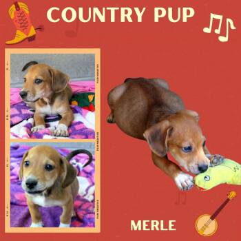 Merle (Puppy) -  Hound Dog for Adoption in Lindsay, California - Merle (Puppy) | PetCurious