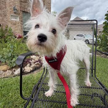 Jude -  Terrier and Mixed Breed Dog for Adoption in The Woodlands, Texas - Jude | PetCurious