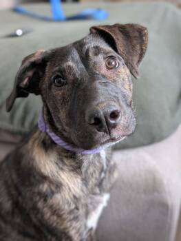 Pit Bull Terrier Dogs Available for Adoption in Boise, Idaho - Raisin | PetCurious