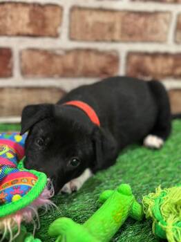 Labrador Retriever Dogs Available for Adoption - Flurry EG In MS | PetCurious