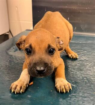 Vizsla and Mixed Breed Dogs Available for Adoption in Mobile, Alabama - PULSAR | PetCurious