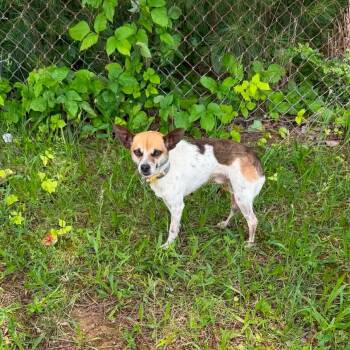 Vulcan -  Rat Terrier and Mixed Breed Dog for Adoption in Helena, Alabama - Vulcan | PetCurious