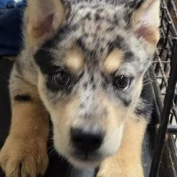 GABRIELLA -  Catahoula Leopard Dog Dog for Adoption in Chicopee, Massachusetts - GABRIELLA | PetCurious