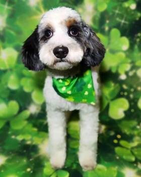 Cavalier King Charles Spaniel and Miniature Poodle Dogs Available for Adoption in Broken Arrow, Oklahoma - Orion | PetCurious