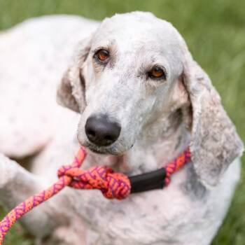 Lilac -  Standard Poodle Dog for Adoption in Chester Springs, Pennsylvania - Lilac | PetCurious