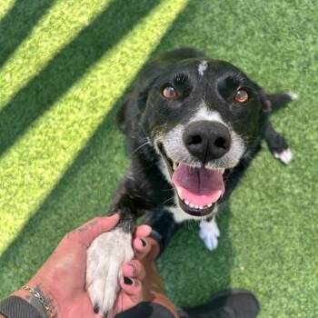 Border Collie Dogs Available for Adoption in Newport Beach, California - Maggie | PetCurious