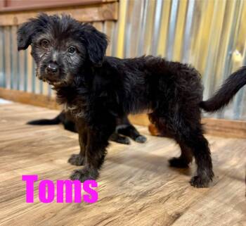 Toms -  Miniature Poodle and Border Collie Dog for Adoption in New Baltimore, Michigan - Toms | PetCurious