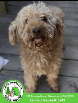 Dolly -  Poodle and Golden Retriever Dog for Adoption in Stroudsburg, Pennsylvania - Dolly | PetCurious