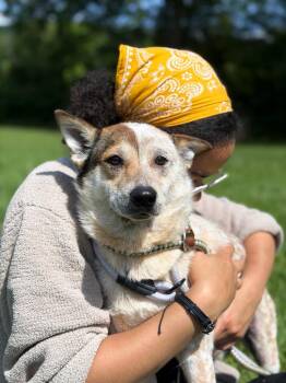 Moonshine -  Mixed Breed Dog for Adoption in Olean, New York - Moonshine | PetCurious
