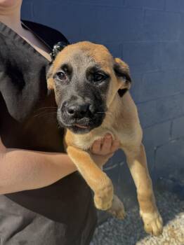 Pyrenean Shepherd Dogs Available for Adoption - Alli | PetCurious