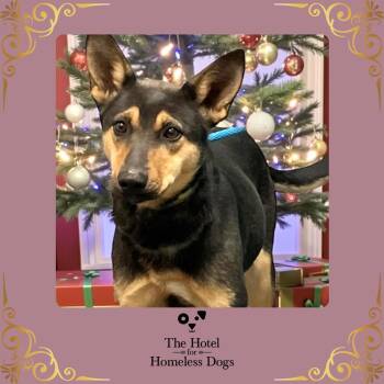 Shepherd and Terrier Dogs Available for Adoption in Cumberland, Rhode Island - Sephora | PetCurious