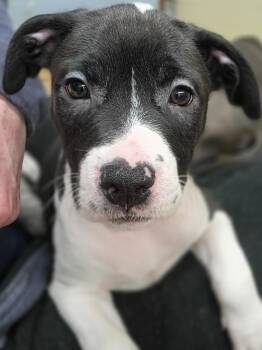 Mixed Breed Dogs Available for Adoption in Wayne, New Jersey - Iris | PetCurious