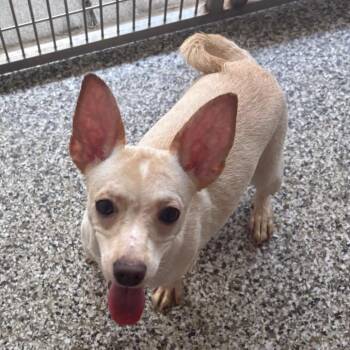 Toothbrush -  Chihuahua Dog for Adoption in Morganton, North Carolina - Toothbrush | PetCurious