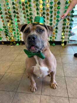 Rescue Pit Bull Terrier and Mixed Breed Dogs for Adoption in Marion, Ohio - Meatball | PetCurious