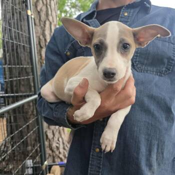 Pit Bull Terrier Dogs Available for Adoption in Houston, Texas - Cherry | PetCurious