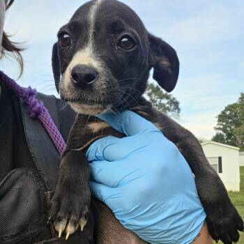 Greens -  Pit Bull Terrier Dog for Adoption in Birmingham, Alabama - Greens | PetCurious