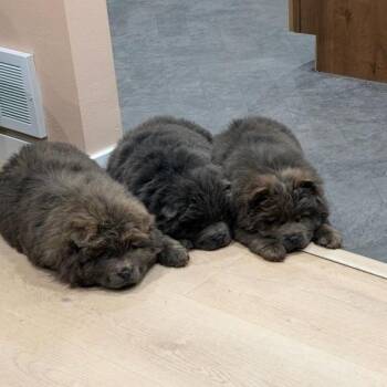 Chow Chow Dogs Available for Adoption in Fargo, North Dakota - Olie | PetCurious