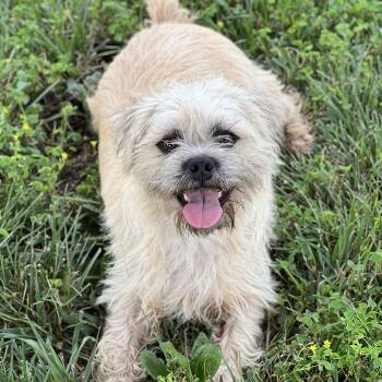 Ray -  Terrier Dog for Adoption in Hughesville, Maryland - Ray | PetCurious
