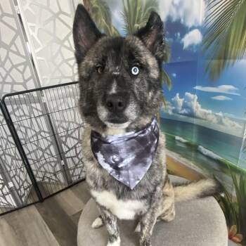 Toucan Sam -  Husky Dog for Adoption in Phillipsburg, New Jersey - Toucan Sam | PetCurious
