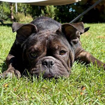 Tootsie -  American Bulldog Dog for Adoption in Mead, Colorado - Tootsie | PetCurious